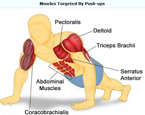 what-muscles-do-push-ups-work.jpg